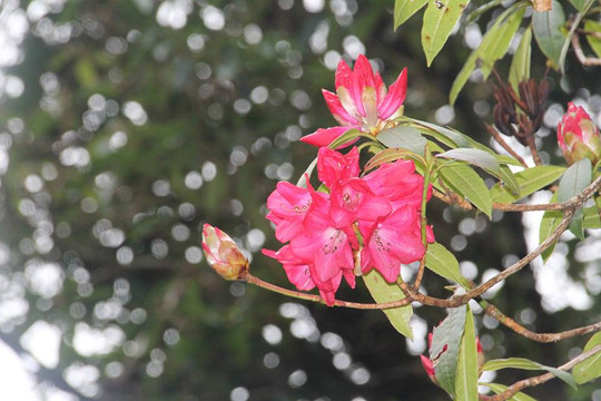 Lào Cai sẽ tổ chức Lễ hội hoa đỗ quyên lần đầu tại Fansipan