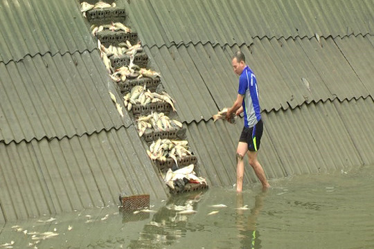 Lào Cai: Cá chết hàng loạt là do nguồn nước nhiễm độc từ nhà máy phân bón