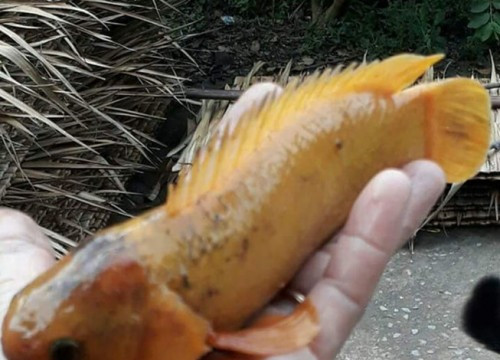 Vĩnh Long: Bắt được cá rô màu vàng lạ mắt