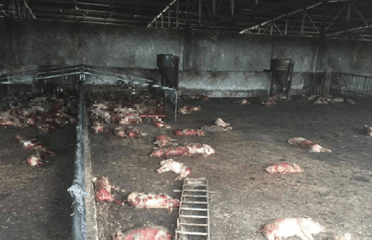 Gia Lai: Cháy trại nuôi heo, hơn 1.000 xác heo chết cháy nằm la liệt