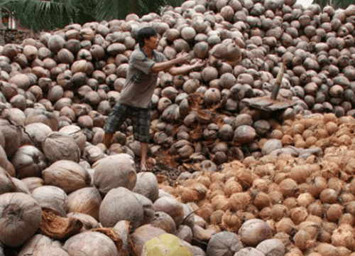 Bến Tre: Giá dừa khô tăng cao