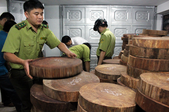 Hà Giang: Tạm giữ 1.174 khúc gỗ nghiến dạng thớt