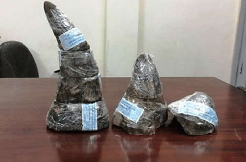 Hà Nội: Phát hiện lô hàng nhập nghi sừng tê giác tại sân bay Nội Bài