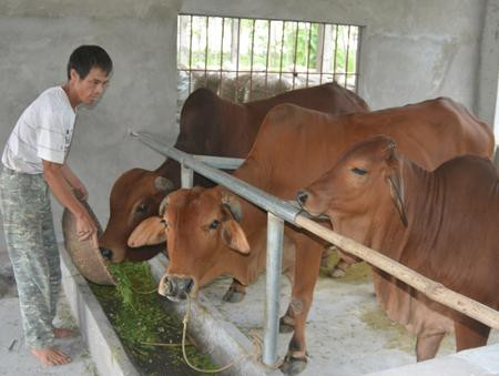 Giá trâu, bò giảm do thương lái Trung Quốc lũng đoạn thị trường?