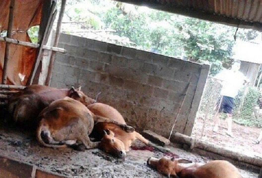 Vĩnh Phúc: 17 con bò ăn xong, trương phình bụng rồi bất ngờ lăn ra chết