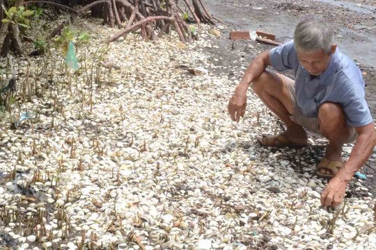Vụ hải sản chết hàng loạt ở Kiên Giang: Có hóa chất công nghiệp trong nước biển