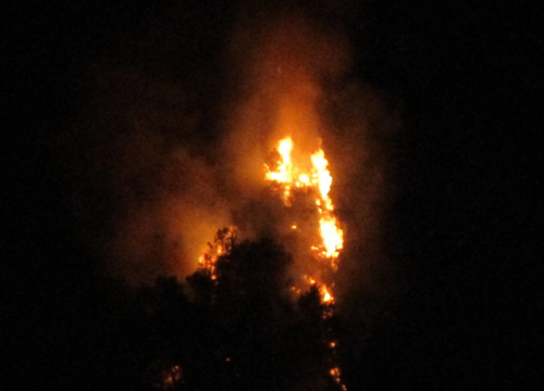 Nhiều hecta rừng thông cháy dữ dội trong đêm