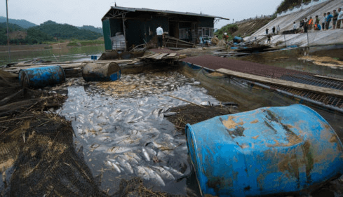 30 tấn cá bị cuốn trôi do thủy điện Tuyên Quang xả lũ
