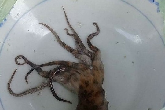 Thừa Thiên – Huế: Một ngư dân đi đánh cá bị mực bạch tuộc cắn tử vong