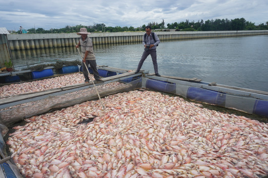 Đà Nẵng: Hàng chục tấn cá chết bất thường trên sông Cổ Cò