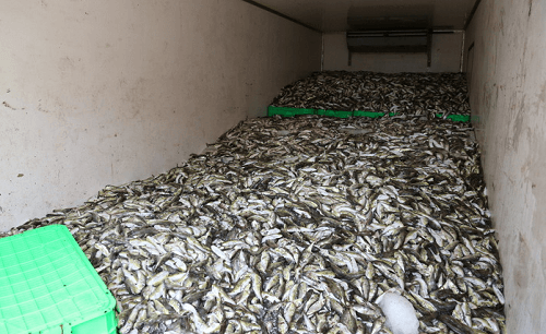 Nghệ An: “Tóm gọn” 13 tấn cá nóc thối đang trên đường đi tiêu thụ