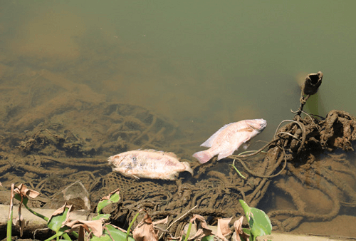 Đà Nẵng: Cá chết bất thường trên sông Hàn