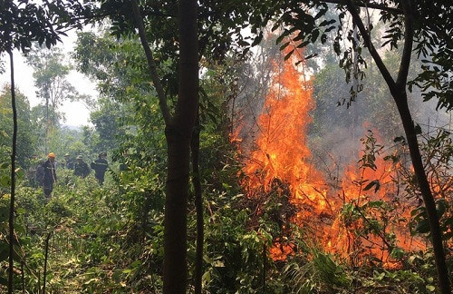 Nghệ An: Cháy rừng Lim ở khu vực giáp ranh Nghệ An – Thanh Hóa