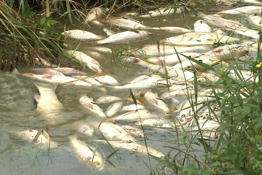 Khẩn trương xác định nguyên nhân cá chết hàng loạt tại đập Hồ Chuối