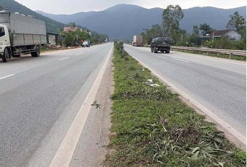 Nghệ An: Nhiều cây xanh giữa giải phân cách Quốc lộ 1A bị chặt phá