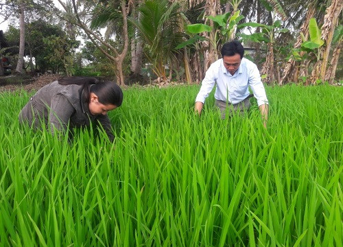 Cà Mau xuất hiện rầy nâu hại lúa trên diện rộng