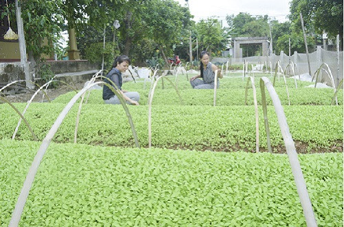 Quảng Trị thực hiện “Tổ hợp tác trồng rau an toàn” kết nối hỗ trợ trong kinh doanh
