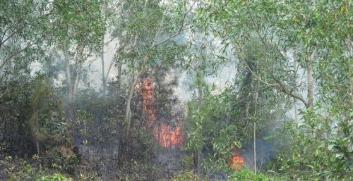 Nhanh chóng dập tắt đám cháy trên núi Bà Hỏa (Bình Định)