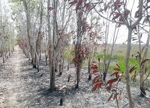 Cháy lớn tại khu bảo tồn sinh cảnh Phú Mỹ