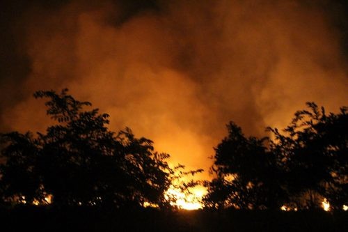 TP. HCM: Cháy lớn tại rừng tràm ở huyện Bình Chánh