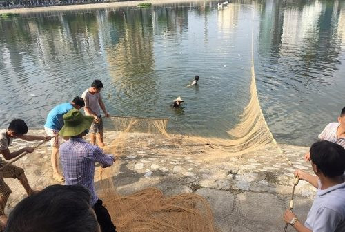Cá chết nổi “lềnh bềnh” tại hồ Hoàng Cầu