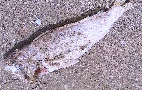 Thanh Hóa: Cá chết dạt bờ biển gây mùi hôi thối