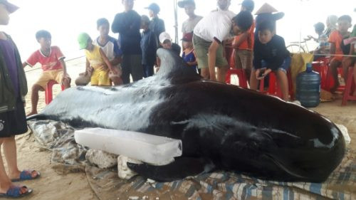 Quảng Ngãi: Cá voi dài 3m trôi dạt vào bờ
