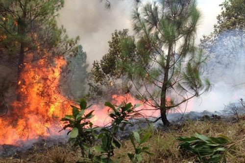 Nghệ An: Rừng thông bùng cháy dữ dội suốt hai ngày
