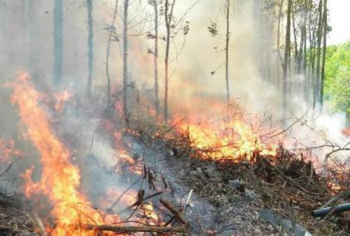 Huế: Hơn 200 chiến sĩ và người dân nỗ lực dập tắt đám cháy tại rừng thông