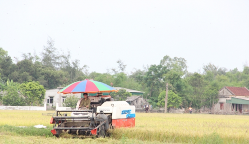Hà Tĩnh: Hơn 90% diện tích lúa hè thu được thu hoạch