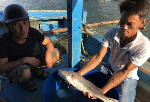 Ngư dân Đà Nẵng bắt được cá nghi là cá sủ vàng quý hiếm