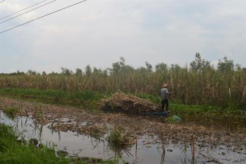 Gần 600 ha mía bị ngập úng tại Hậu Giang
