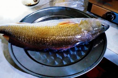 Một ngư dân ở Thừa Thiên – Huế câu được cá nghi sủ vàng quý hiếm