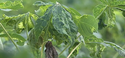 Đăk Lăk: Hơn 1.300 ha sắn bị bệnh khảm lá