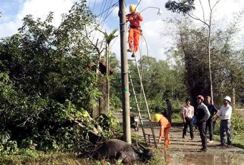 Thừa Thiên – Huế: Trâu chết vì rò điện lưới