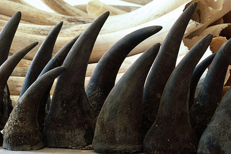 Chính phủ Trung Quốc: Khôi phục lệnh cấm dùng sừng tê giác và xương hổ trong y học