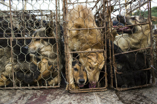 Hàn Quốc: Cơ sở giết mổ chó lớn nhất nước bị giải thể