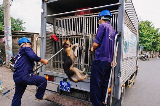Hà Nội: Đội săn bắt chó thả rông sẽ hoạt động vào đầu năm 2019