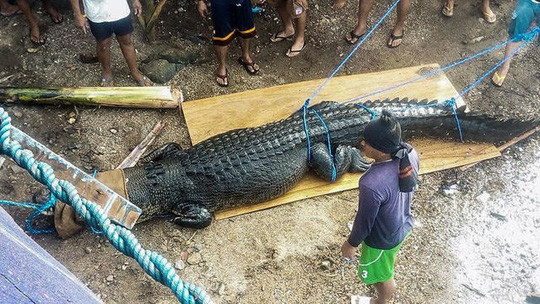 Palawan, Philippines: Bắt cá sấu nặng nửa tấn nghi ăn thịt người