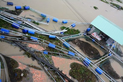 Quảng Nam: 60 tấn cá bị lụt cuốn trôi ra sông
