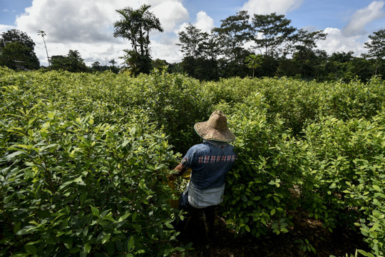 Xóa sổ cây coca ở Colombia