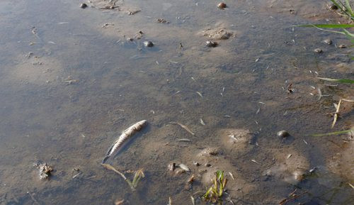 Thanh Hóa: Hàng loạt tôm, cá chết sau sự cố tràn dầu