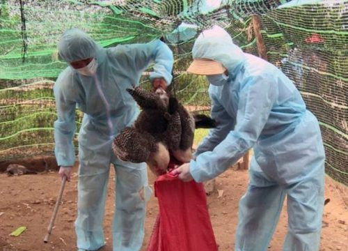 Kon Tum: Gần 1.500 con gia cầm nhiễm cúm A/H5N6 bị tiêu hủy