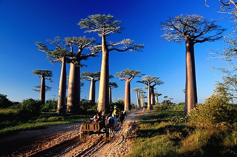 Châu Phi : Nguyên nhân cây “biểu tượng ngàn năm” chết hàng loạt
