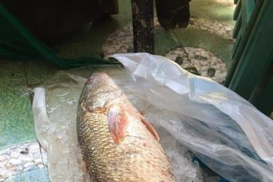 Quảng Ngãi: Một ngư dân bắt được cá sủ vàng 5kg