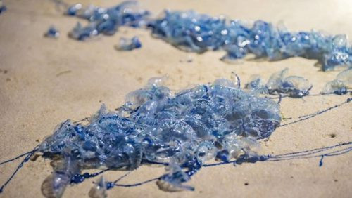 Australia: Nhiều bãi biển đóng cửa vì sứa cực độc