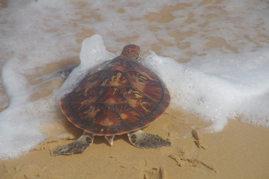 Phú Yên: Thả rùa biển có chữ lạ ở lưng