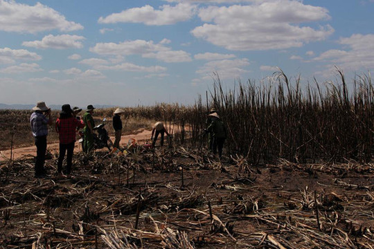 Đắk Lắk: Hơn 100 ha mía sắp thu hoạch bị cháy rụi