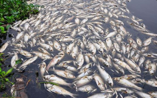 Tìm ra nguyên nhân cá chết ở Vinh
