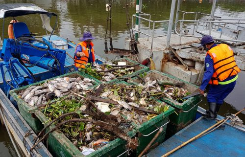 TP. Hồ Chí Minh: Tiếp tục thực hiện giảm đàn cá trên kênh Nhiêu Lộc – Thị Nghè trong năm 2019